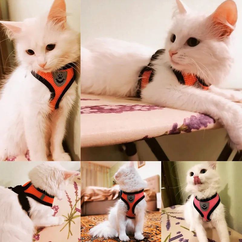 Pets Accessories