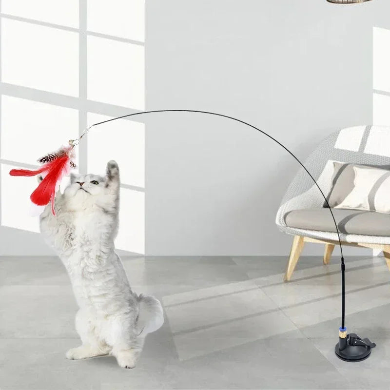 Pets Accessories