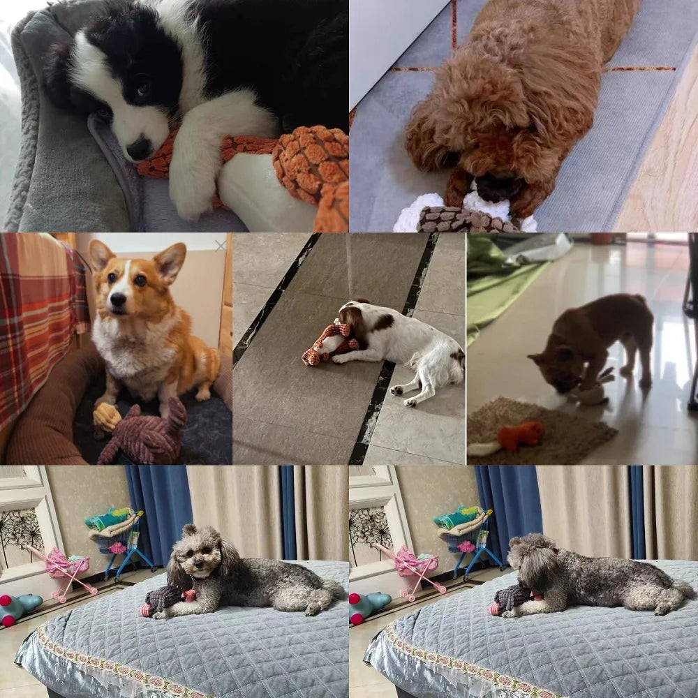 Pets Accessories